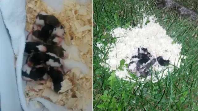 Baby rats dumped in sawdust