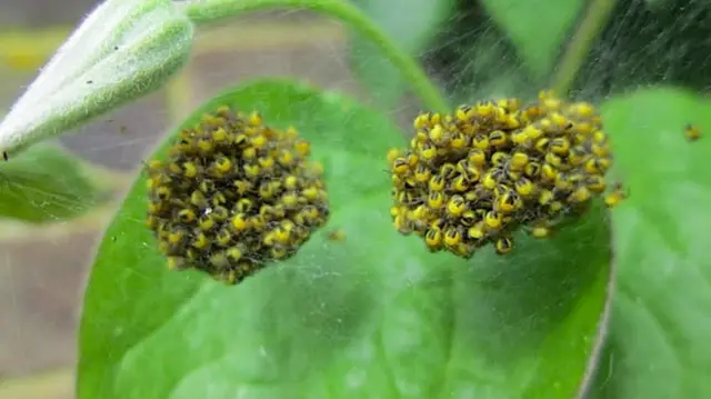 Baby spiders in Barnsley