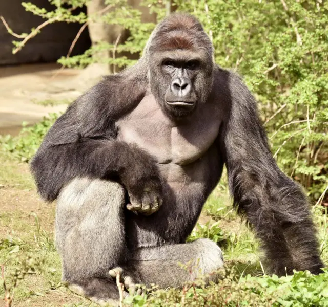 Harambe the late gorilla