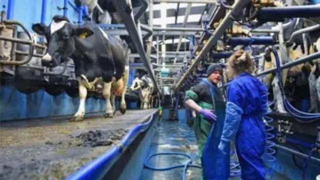 Milking cows