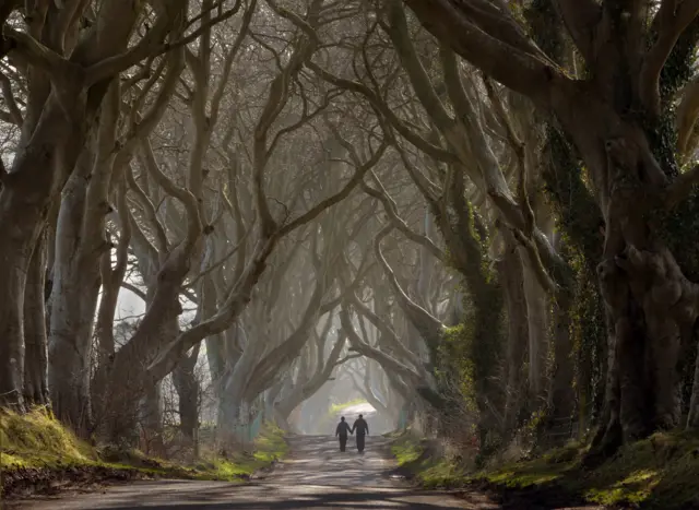 The Dark Hedges