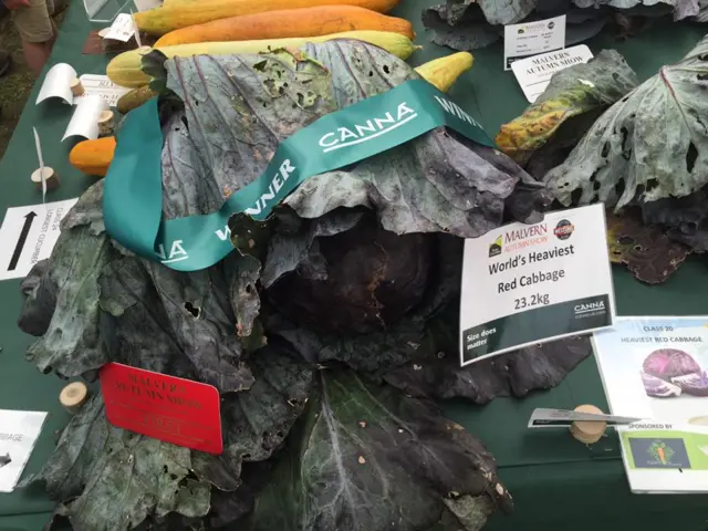 Wold's heaviest Red Cabbage at Malvern Autumn Show