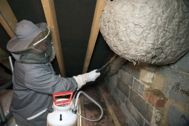 Giant wasps' nest