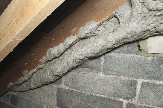 Giant wasps' nest