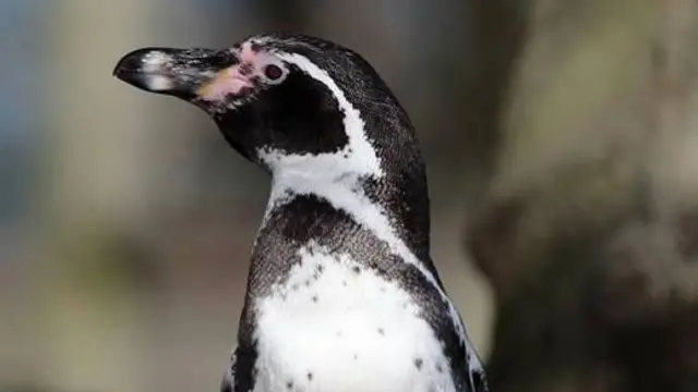 Penguin