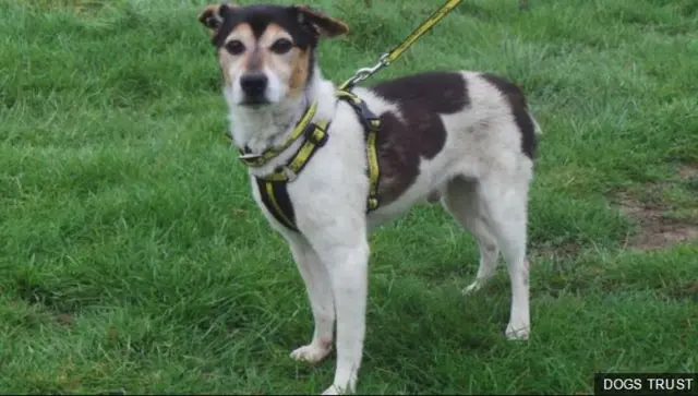 Stray at the Dogs Trust