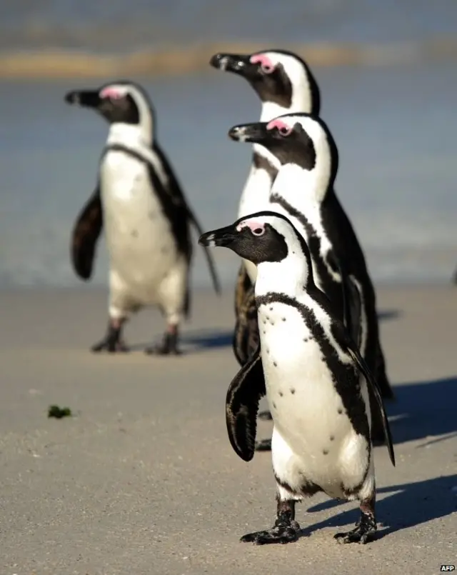 Penguins