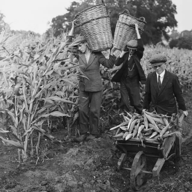 Farm workers gathering maize during the harvest at a farm in Woodbridge, Suffolk, in September 1936