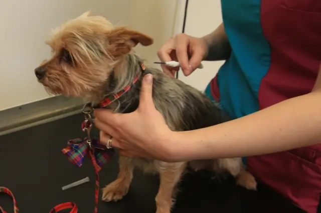 Dog being microchipped