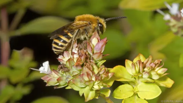 Ivy bee