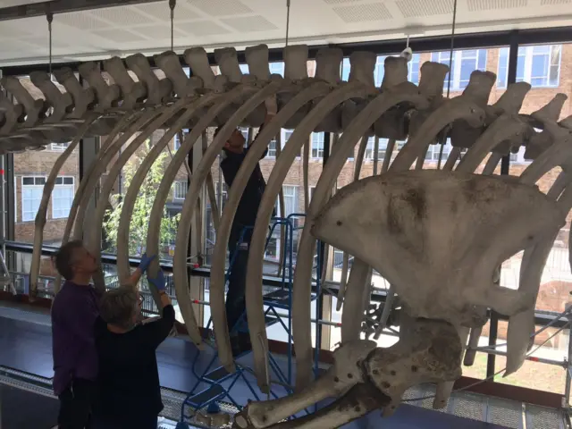 Whale bone is put in place