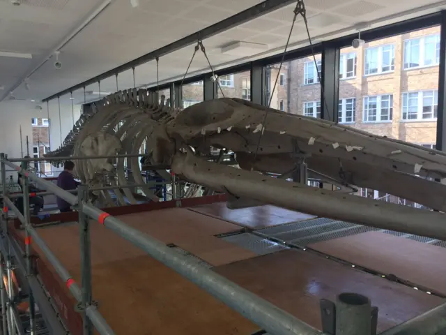 Whale skeleton