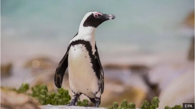 Search underway for 'Buddy' the penguin