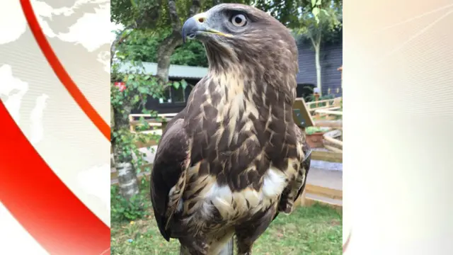 Jane, the 28-week-old buzzard