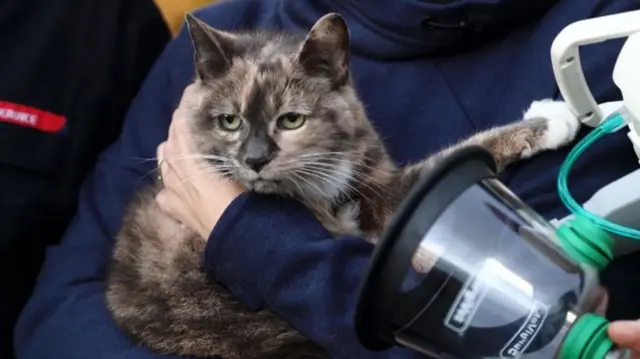 Cat and oxygen mask