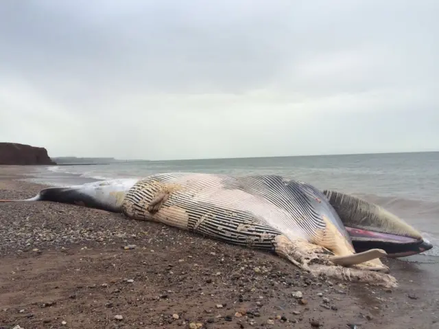 Sperm whale