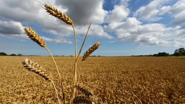 Field of crops