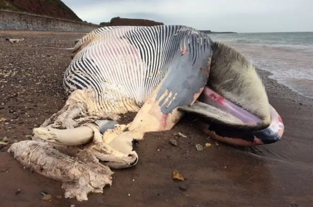 Fin whale body on Devon beach