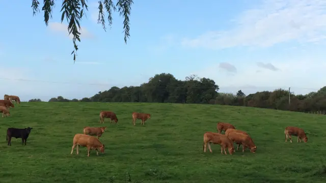 Cows on farm