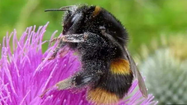 Bee