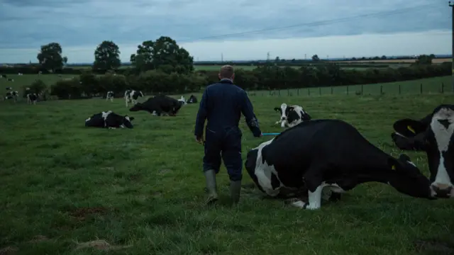 Cows on a farm