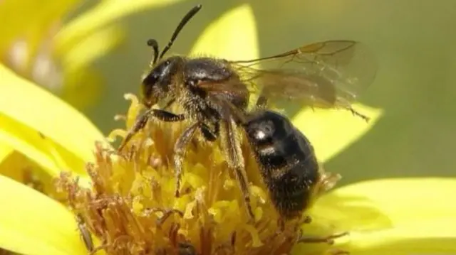 Bee