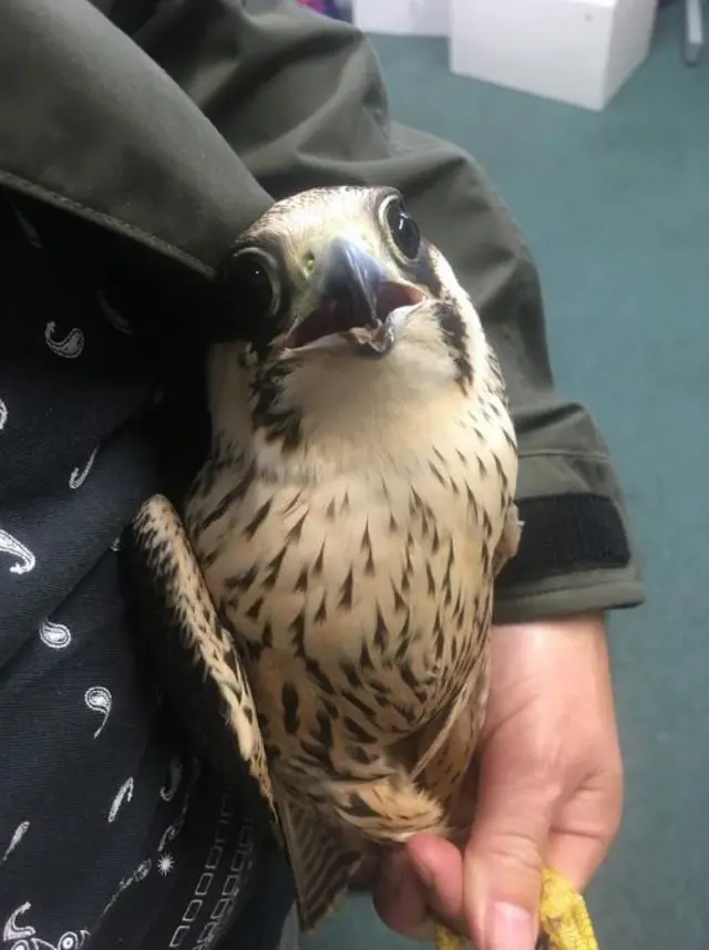 Falcon