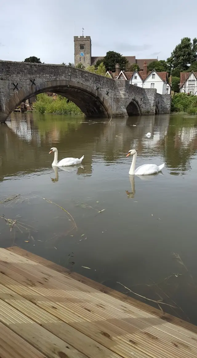 Picture of swans in Aylesford