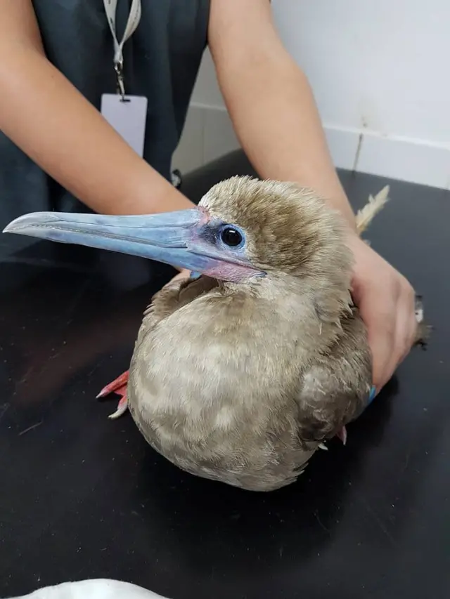 Red-footed booby