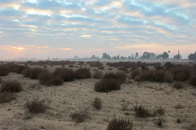 tumbleweed