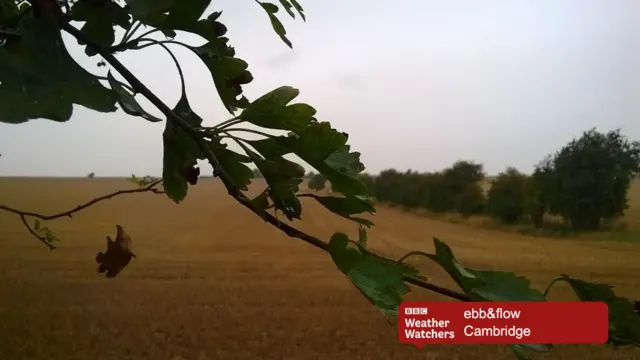 Rain on the leaves