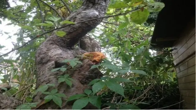 Mushroom on the apple tree