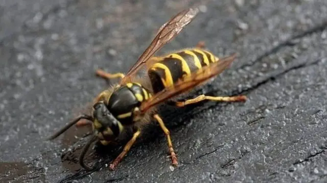 Wasp