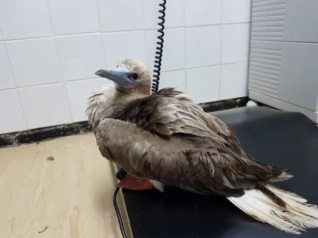 Red-footed booby