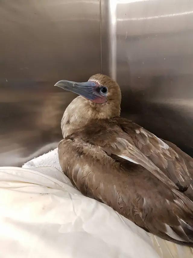 Red-footed booby