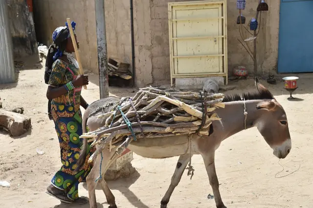 Donkey carrying wood