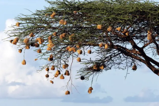 Birds' nests