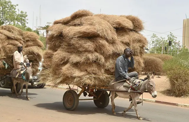 Donkey transporting straw