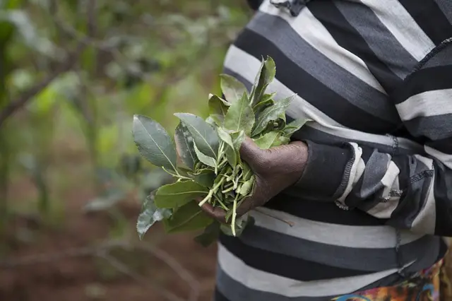 Khat leaves