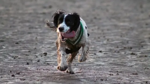 Spaniel