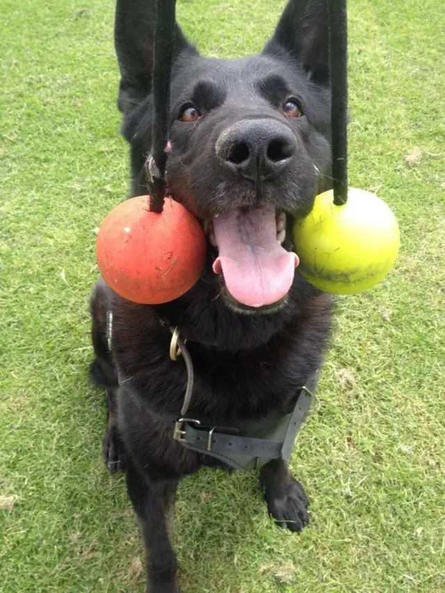 Wolf the police dog