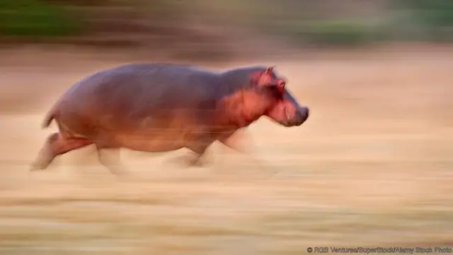 Hippo on the run