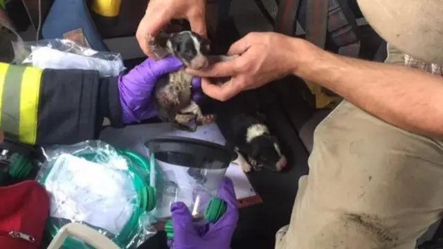 Pup being rescued with mask