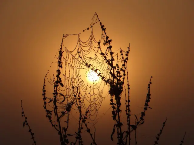 Dewy cobweb