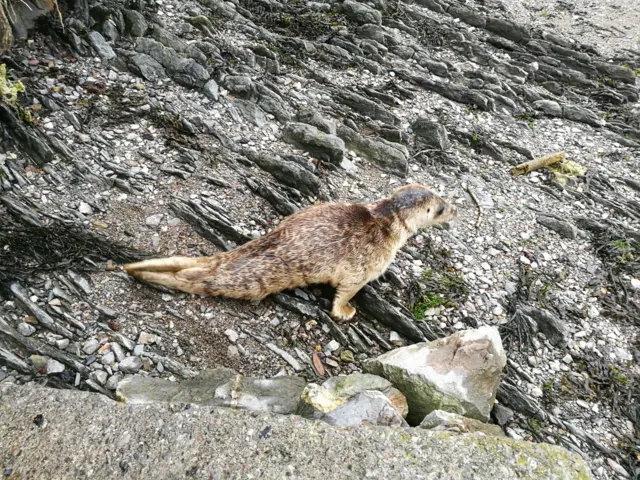 Seal pup