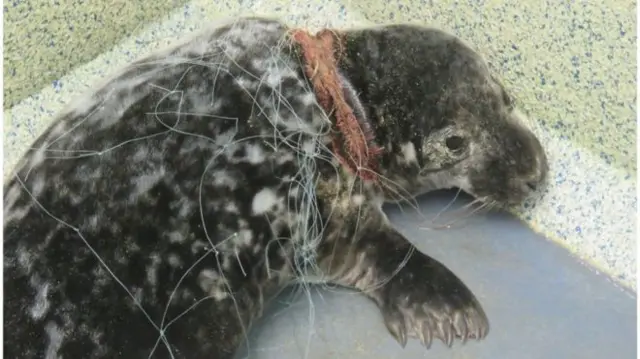 Seal in a net