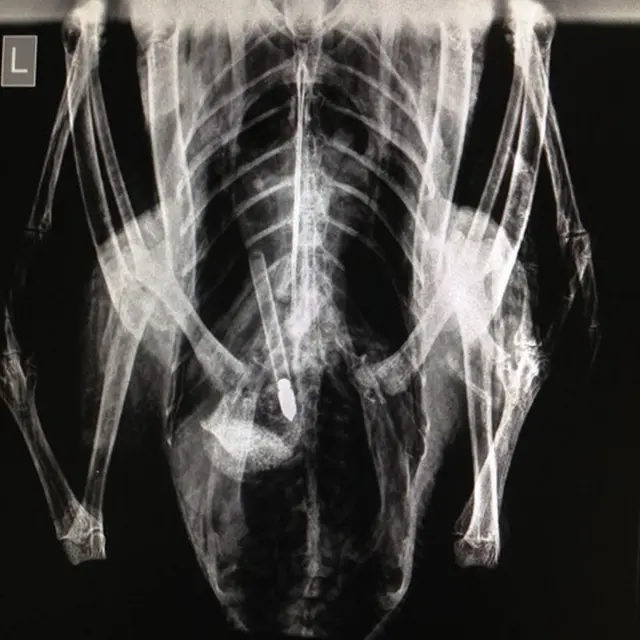 Xray of the bird