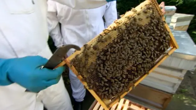 Bees being revealed in hive