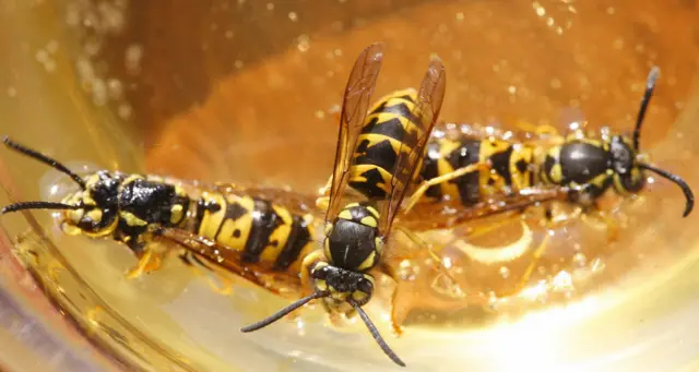 Common wasps