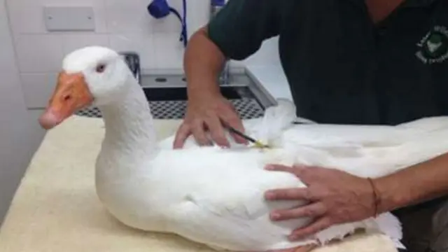 Injured goose